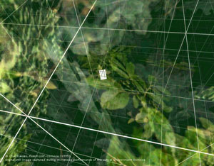 SOsm Forest Grid 800.jpg